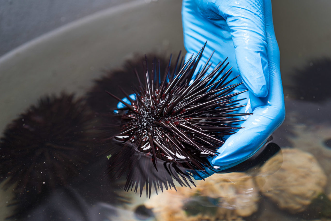 Aplysia F/Still Fotografia, Vitória, ES Fotógrafo Bruno Coelho